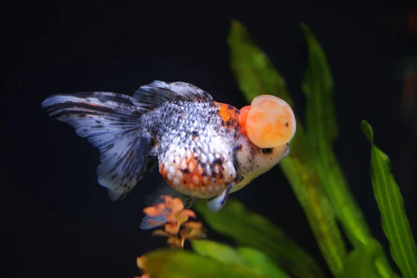 Alaca taç pearlscale altın balık — Stok fotoğraf