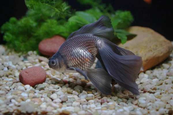 Veludo peixe dourado na lagoa — Fotografia de Stock