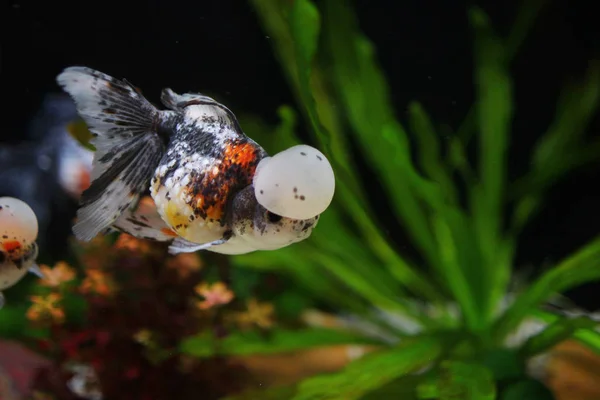 Calico crown ikan emas skala mutiara — Stok Foto