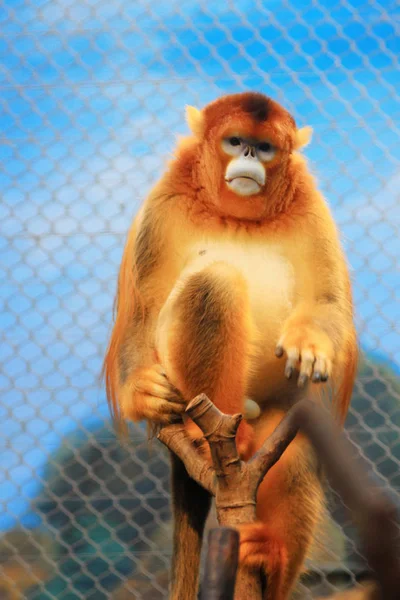 De gouden afsnauwen Monkey 2016 — Stockfoto