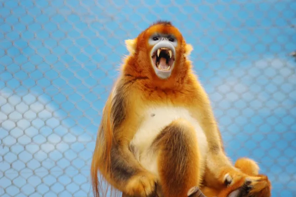 Altın basık maymun 2016