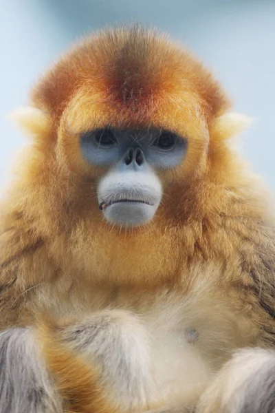 De gouden afsnauwen Monkey 2016 — Stockfoto