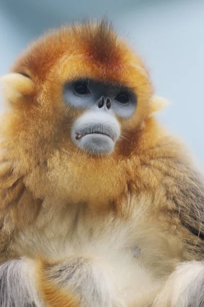 Ocean Park, Rhinopithecus roxellana