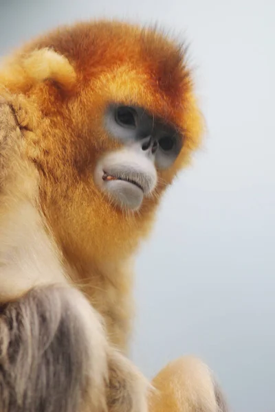 Gouden stompe nosed Monkey in 2016 — Stockfoto