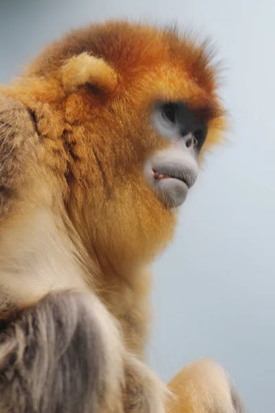 Golden odkosz małpa 2016 — Zdjęcie stockowe