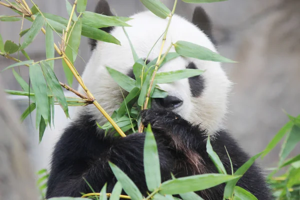 大熊猫吃竹子的熊 — 图库照片