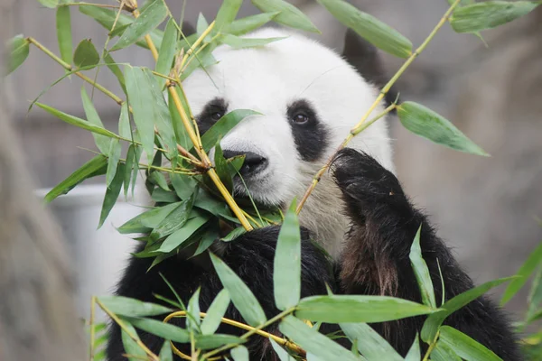 Portrait of giant panda bear 2016