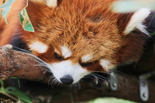 the Cute red panda  in wildlife