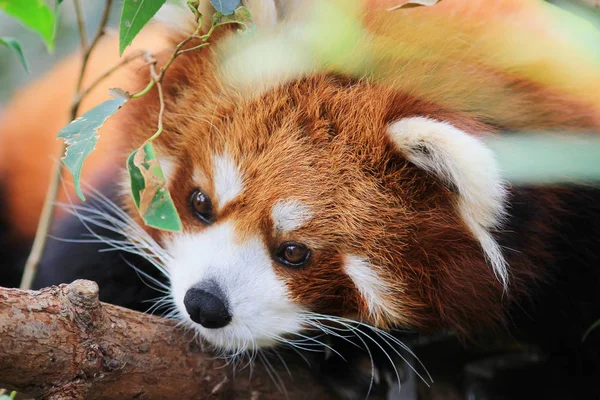 Le mignon panda rouge dans la faune — Photo