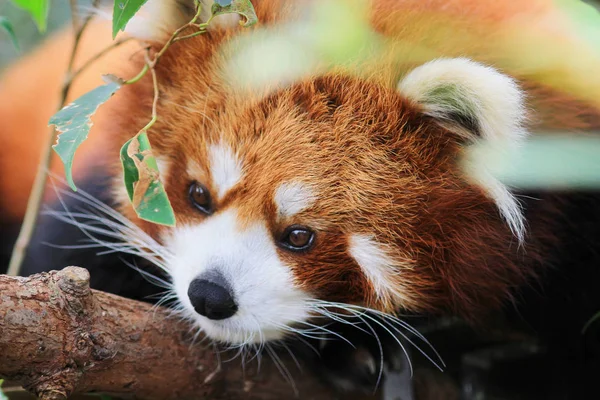 El panda rojo en la vida silvestre —  Fotos de Stock