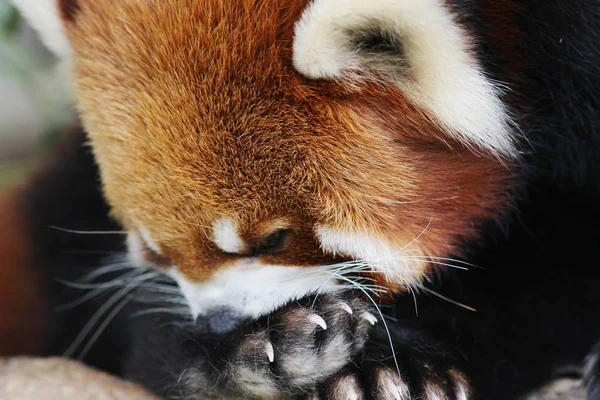 the Cute red panda  in wildlife