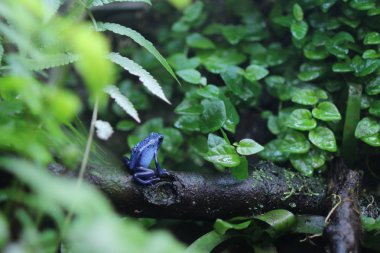 Mavi zehirli ok kurbağası