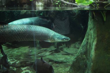  Juvenil arapima gigas, sualtı 