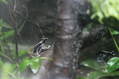 zehirli ok kurbağası bir bitki bahçesinde oturur.