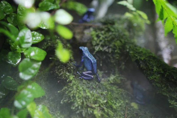 Голубая ядовитая лягушка — стоковое фото