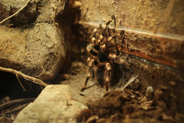 exotic animal spider theraphosa blondi