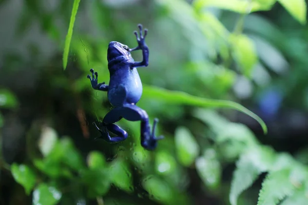 the blue poison dart frog