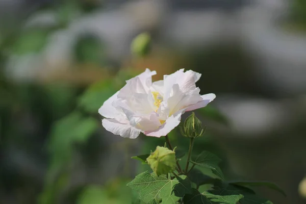 Hibiscus zmienny lub Confederate Róża — Zdjęcie stockowe