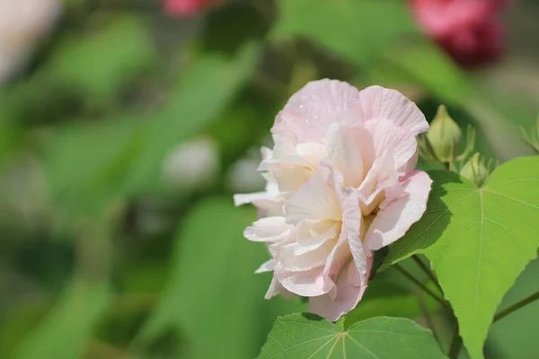 Hibiscus mutabilis or Confederate rose — Stock Photo, Image