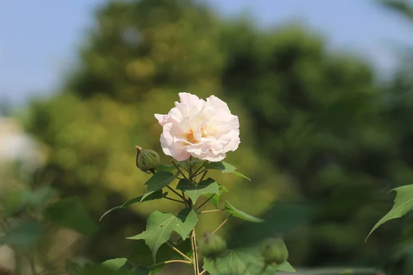 Hibiscus mutabilis или роза Конфедерации — стоковое фото