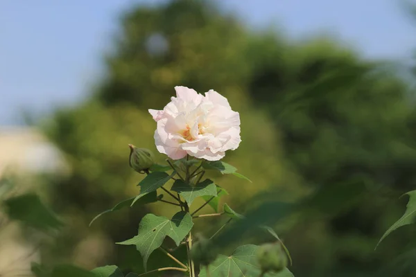 La rosa confederada; Hibiscus mutabilis — Foto de Stock