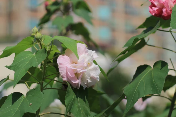 Осенние цветы серии, розовый хлопок розы — стоковое фото