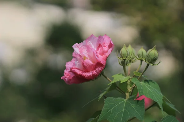 Hermoso hibisco violeta en el jardín de otoño — Foto de Stock