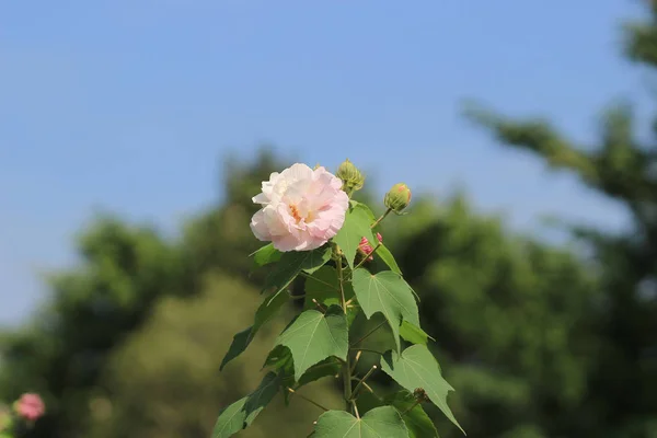 Hibiscus mutabilis eller Confederate rose — Stockfoto