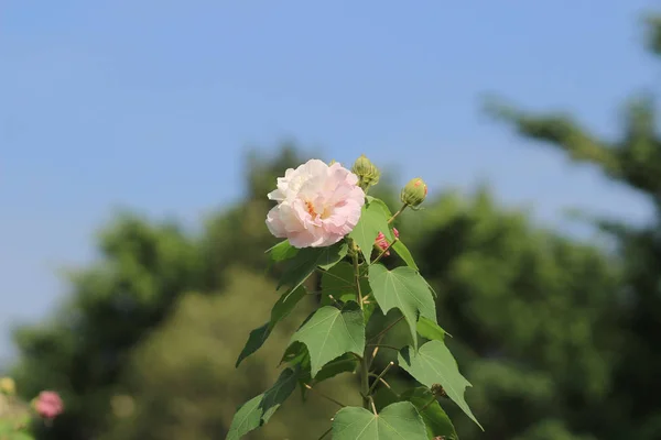 Höstens blommor serien, rosa bomull ökade — Stockfoto