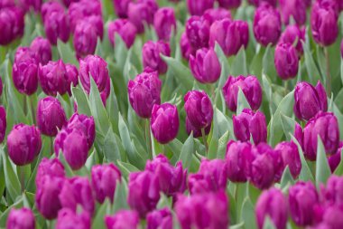 Lale çiçek göster: 2017