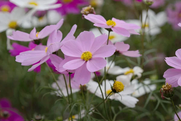 As flores de flor Cosmos bipinnatus — Fotografia de Stock