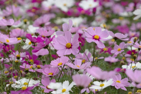 Cosmos bipinnatus kvetou květiny — Stock fotografie