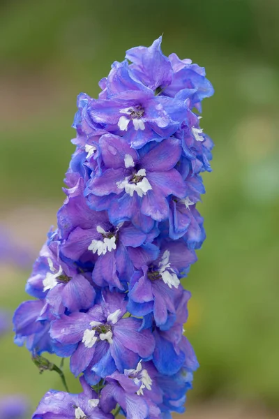 El delphinium azul en hong kong espectáculo de flores —  Fotos de Stock