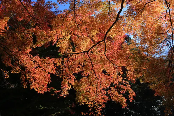 秋には、大阪府の箕面滝 — ストック写真