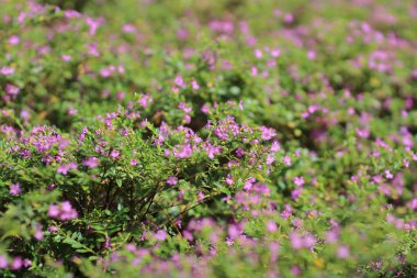 Gypsophila (Babys kokan çiçekler), ışık, 