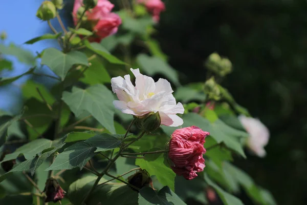Осінні квіти серії, рожева бавовняна троянда — стокове фото