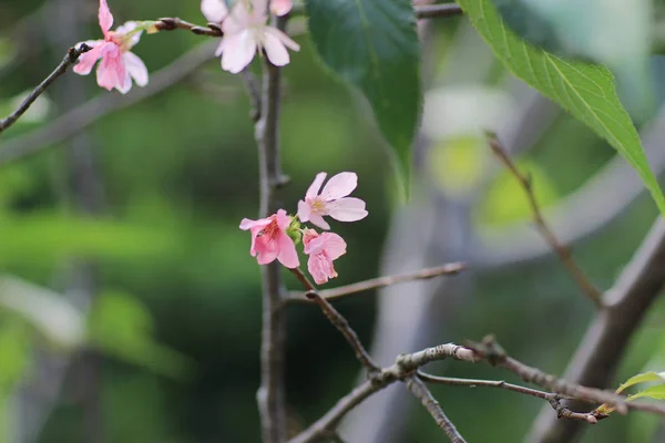 粉红的花苏库拉花 — 图库照片