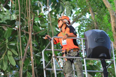 arborist ağaca testere ile kesme
