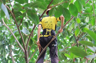 arborist ağaca testere ile kesme
