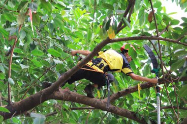 arborist ağaca testere ile kesme