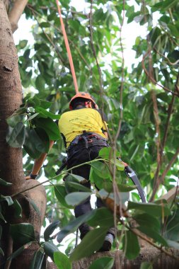 arborist ağaca testere ile kesme
