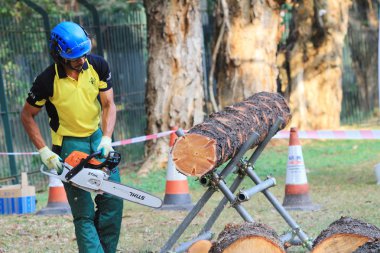 arborist ağaca testere ile kesme