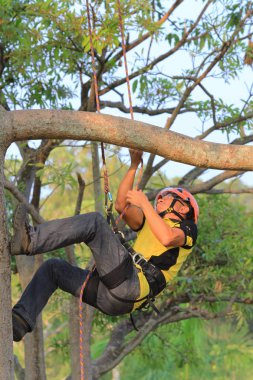 arborist ağaca testere ile kesme