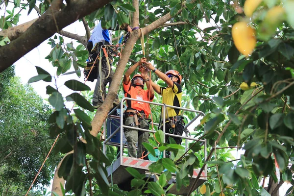 Arborist cutting a tree with a chainsaw — Stock Photo, Image