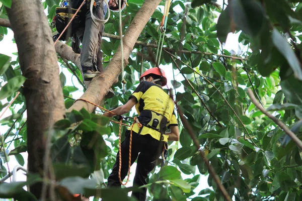 arborist ağaca testere ile kesme