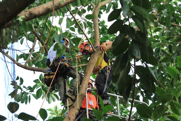 arborist ağaca testere ile kesme