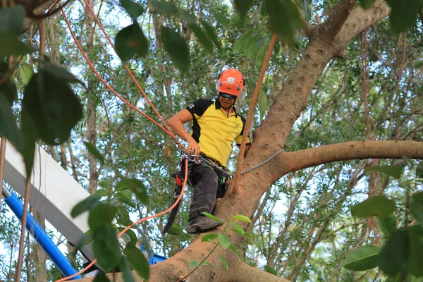 arborist ağaca testere ile kesme