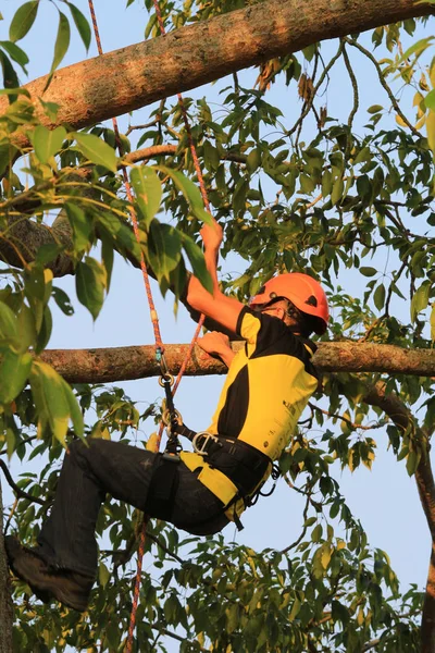 Arborista cortando un árbol con una motosierra — Foto de Stock