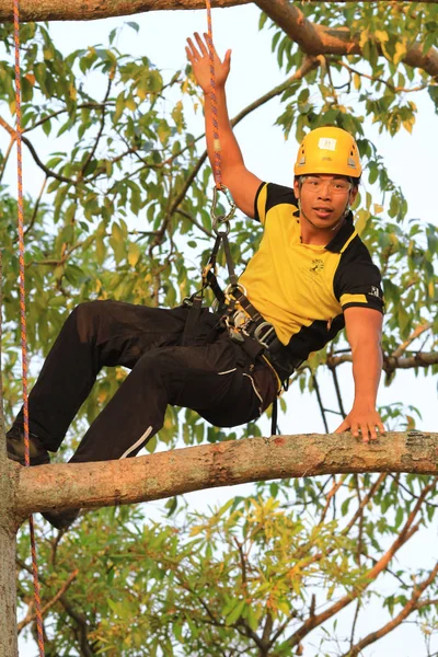 Arborista cortando un árbol con una motosierra — Foto de Stock