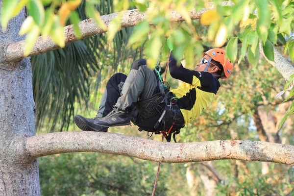 arborist ağaca testere ile kesme